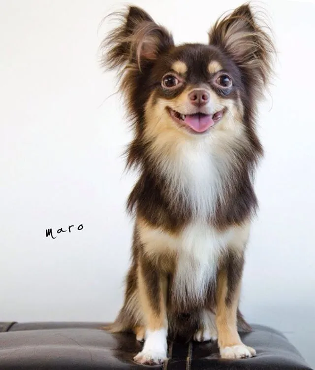 dogold でトリミングしたワンちゃんの写真 2