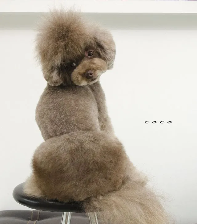 dogold でトリミングしたワンちゃんの写真 7