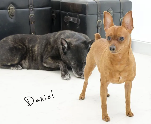 dogold でトリミングしたワンちゃんの写真 14