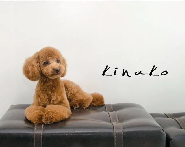 dogold でトリミングしたワンちゃんの写真 15