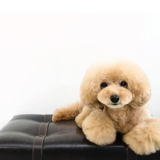 dogold でトリミングしたワンちゃんの写真 16