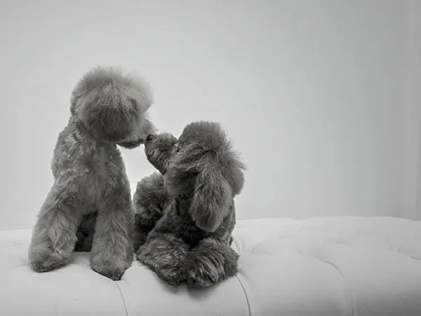 dogold でトリミングしたワンちゃんの写真 20