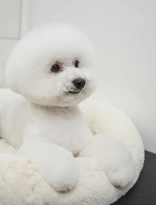 dogold でトリミングしたワンちゃんの写真 22