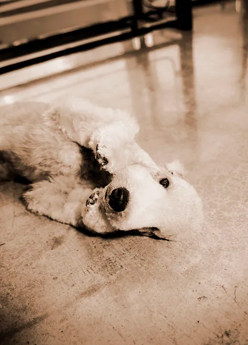 dogold でトリミングしたワンちゃんの写真 24