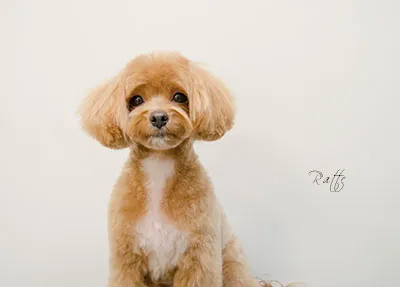 dogold でトリミングしたワンちゃんの写真 34