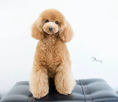 dogold でトリミングしたワンちゃんの写真 35